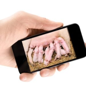 main_cochon_Syproporcs